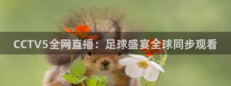 24直播网足球免费直播：CCTV5全网直播：足球盛宴全球同步观看
